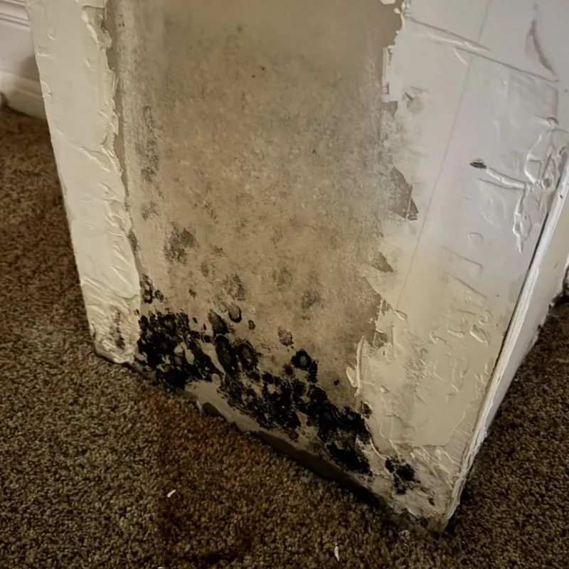 Professional Mold Removal in Huntingdon, TN